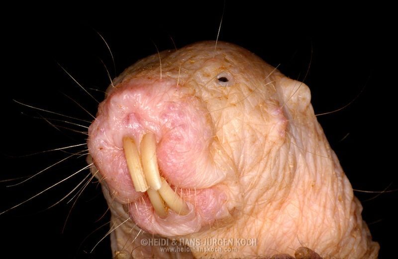 Portrait of a Naked Mole Rate with long teeth