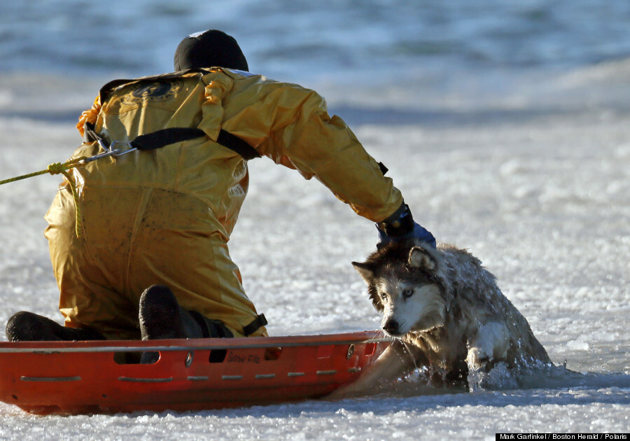 Dog rescued out of frozen lake
